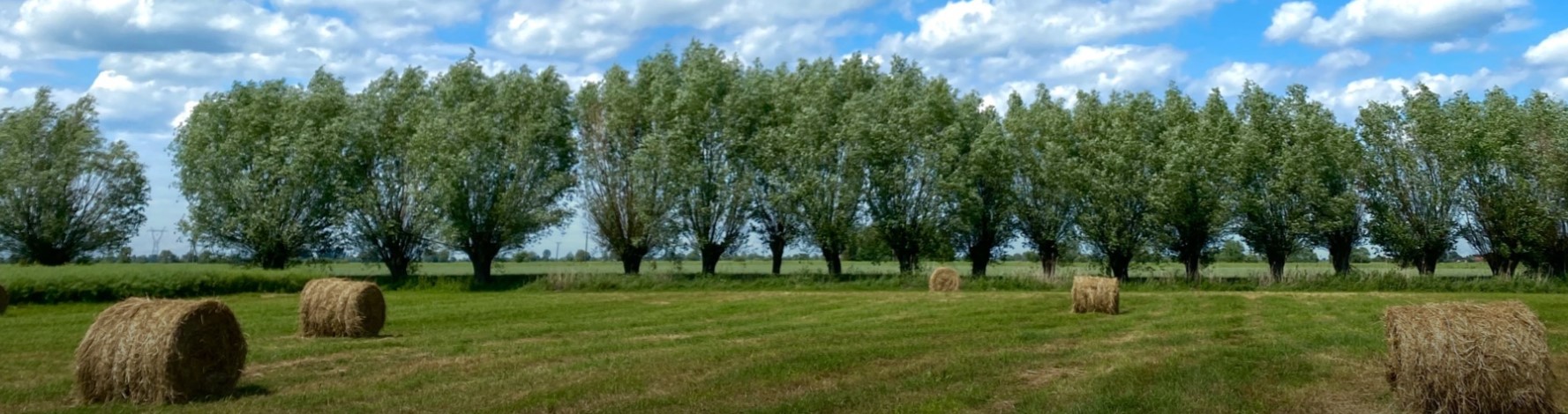 Krajobraz - łąka.