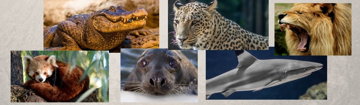 Banner przedstawia kolaż ze zdjęć różnych zwierząt. Są to: krokodyl, gepard, lew, tygrys i foka.